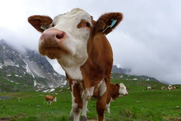 Alpenverein - krávy - pastvy - turisté